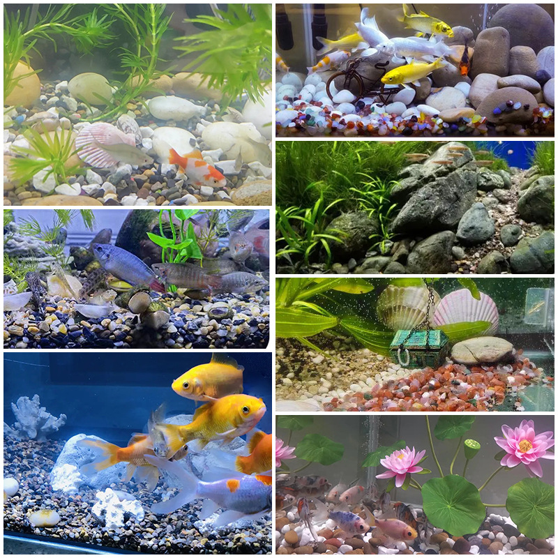 Decor sỏi trang trí bể cá mini